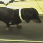 Des chercheurs parviennent à faire marcher des chiens paralysés